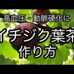 【イチジク葉茶の作り方】高血圧・動脈硬化・肝障害・糖尿病に　自然療法　How to make fig leaf tea