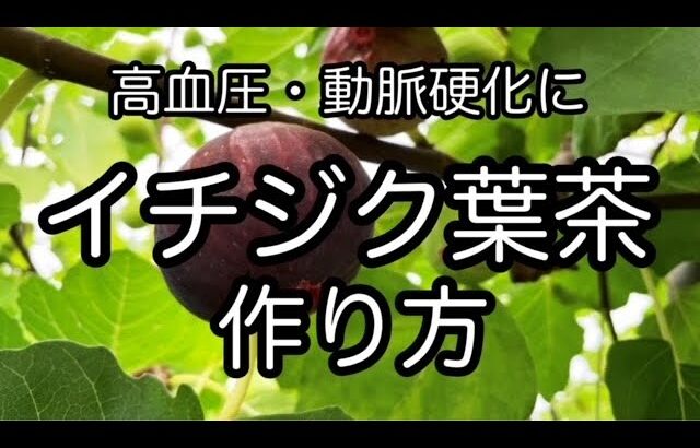 【イチジク葉茶の作り方】高血圧・動脈硬化・肝障害・糖尿病に　自然療法　How to make fig leaf tea