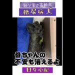 糖尿病犬マハナと毎日ドキドキな生活