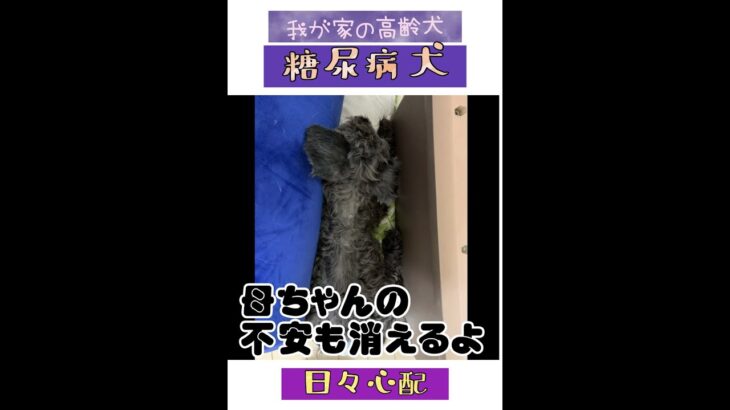 糖尿病犬マハナと毎日ドキドキな生活