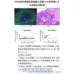 胰岛移植根治1型糖尿病，告别终身免疫抑制剂服药将成为现实。