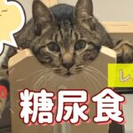 猫の糖尿食事