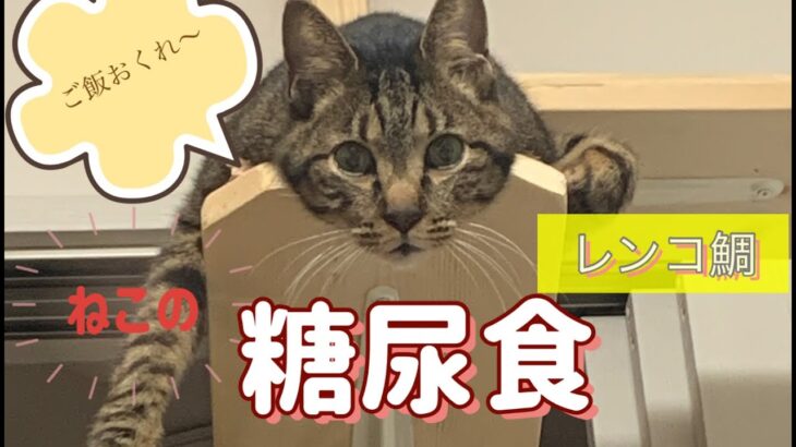 猫の糖尿食事