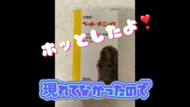 マハナの糖尿病記録。3ヶ月ぶりに夜中に発作を起こしました。今回は一度だけでしたが、何度経験してもあたふたしてしまいます…。食欲があったので助かりました。