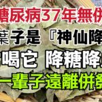 老人糖尿病37年無併發症，這個葉子堪稱是『神仙降糖藥』！經常喝它，血糖降了，血壓也平穩了，還能降血脂、防癌抗癌！讓你一輩子遠離糖尿病併發症！ ！ ！