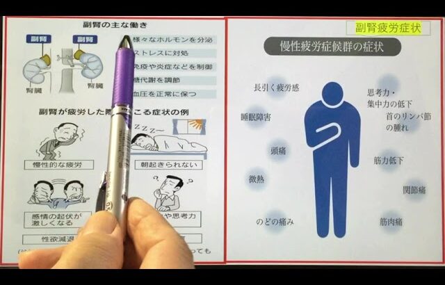 紫雲TV 糖尿病　カロリー制限と副腎疲労対策　ストレス　活性酸素　膵臓炎症