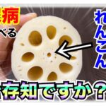 【糖尿病 Type1食事】糖尿病が食べるれんこんの血糖値推移ご存知ですか？知らなかったので糖尿病の私が確認してみた！その血糖値推移は…