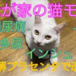 我が家の猫モモ🐈プラセンタで糖尿病改善