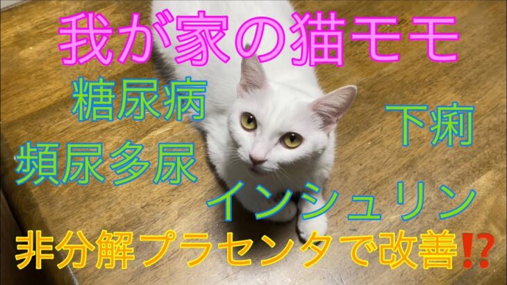 我が家の猫モモ🐈プラセンタで糖尿病改善