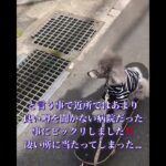 犬🐶の糖尿病　セカンドピニオン　　＃犬糖尿病  ＃犬セカンドピニオン