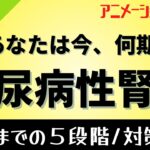 糖尿病で腎臓が悪くなるのを阻止しよう！糖尿病性腎症について、透析までの５つの段階と２つの重要な予防策を、アニメーションで解説します。