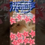 となりのわんこ　糖尿病を患い腎不全にて10月3日天国に旅立ちました。名前はラッキー犬種ヨークシャーテリア 6才5ヶ月皆さんラッキーを忘れないで下さい。