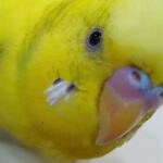 【#shorts】糖尿病の私の癒しは毎回ナイスシュートを決める実家のインコ♪雄インコのアキちゃん【#shorts】