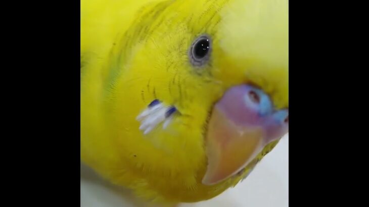 【#shorts】糖尿病の私の癒しは毎回ナイスシュートを決める実家のインコ♪雄インコのアキちゃん【#shorts】