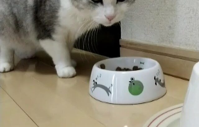 猫殿　糖尿病９年目　🙀低血糖になりました