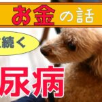 一生続く犬の糖尿病の費用