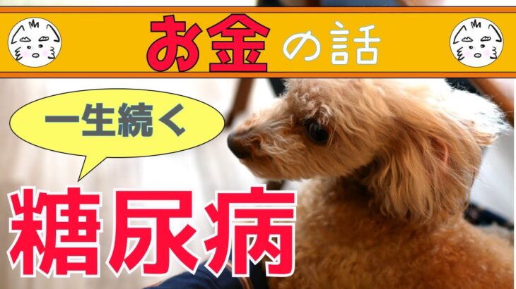 一生続く犬の糖尿病の費用