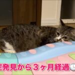 【通院報告】猫の心筋症・糖尿病・膵炎…胸水が溜まりやすくなってきました