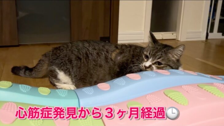 【通院報告】猫の心筋症・糖尿病・膵炎…胸水が溜まりやすくなってきました