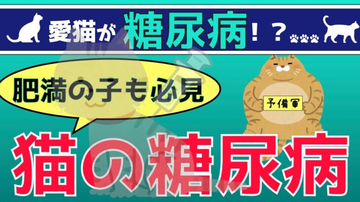 ぽっちゃり猫ちゃん。知らないと損です。猫の糖尿病の予防治療費用