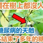 它是糖尿病的天敵，卻爛在樹上都沒人要！ 55歲老陳摘它泡水喝，一杯血糖從8 5降到4 1，結束了多年的糖尿病!