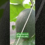 melon hidroponik sistem nft