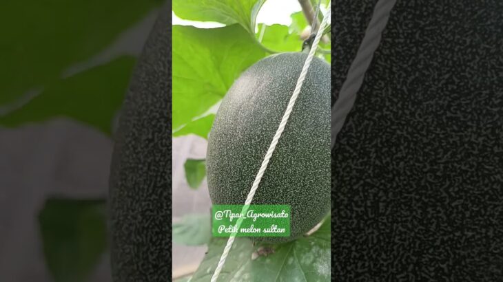 melon hidroponik sistem nft