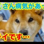 犬の多臓器疾患（糖尿病、クッシング、腎不全、膵炎、今乗船機能低下症、貧血）