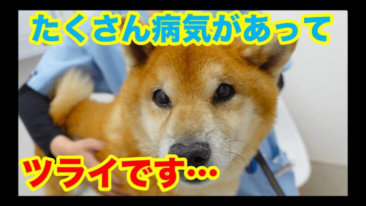 犬の多臓器疾患（糖尿病、クッシング、腎不全、膵炎、今乗船機能低下症、貧血）