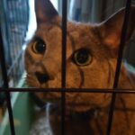 [猫の糖尿病]シャーくん♂退院おめでとう💕入院の金額😑え〜〜……！