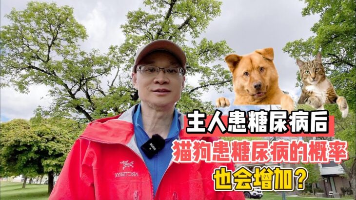 主人患糖尿病后，猫狗患糖尿病的概率也会增加？