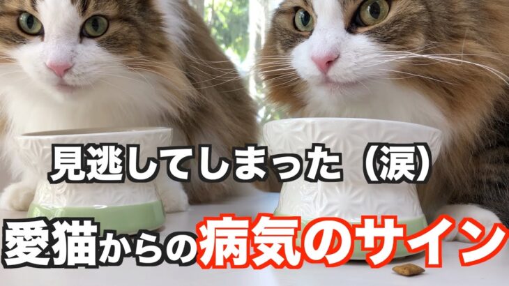 【猫の糖尿病】猫の病気のサインを見逃した飼主　　ノルウェージャンフォレストキャット