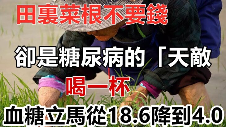 田裏菜根不要錢，卻是糖尿病的「天敵」，早起喝一杯，血糖立馬從18.6降到4.0，從此血糖血壓平穩，血管乾淨，每天身體棒棒噠丨養生之道