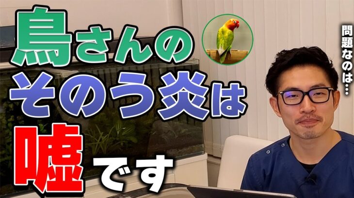 【質問コーナー】マメルリハ　治療を続ければ糖尿病は完治するの？　インコ　ケージデビューしたが気づいたら止まり木が血だらけ。何が原因なの？2ｍ位の高さから落下。何か対策は必要？などに答えました！！