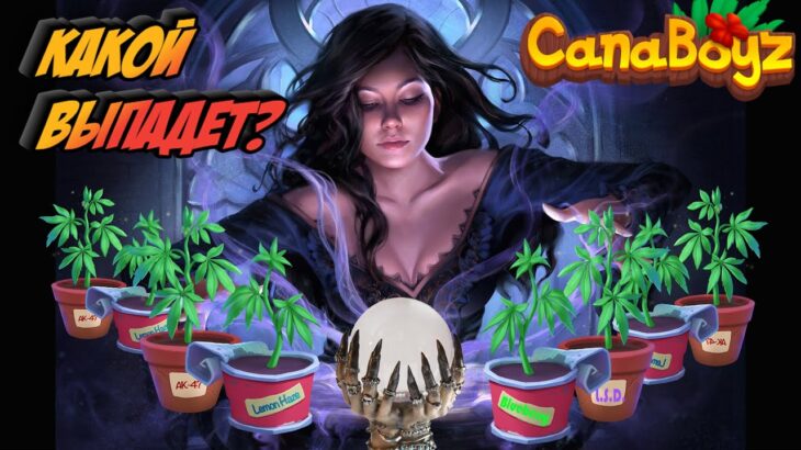 CanaBoyz  КАКОЙ РЕДКОСТИ КУСТ ВАМ ВЫПАДЕТ | РАЗБИРАЮ КУСТ КАНАБОЙЗ  NFT P2E Game