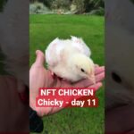 The most expensive chicken in the world! NFT Chicken – Chicky. Day 11