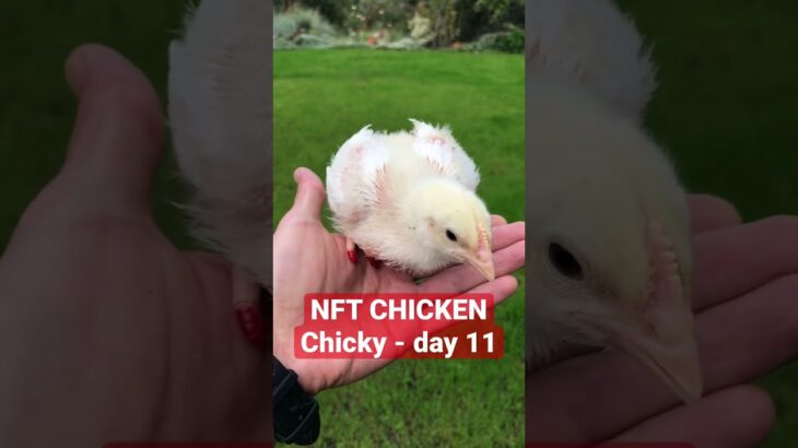 The most expensive chicken in the world! NFT Chicken – Chicky. Day 11