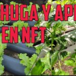 cultivo de lechugas y Apio en modulo NFT