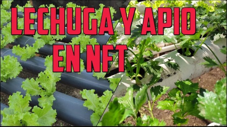 cultivo de lechugas y Apio en modulo NFT