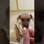 糖尿病犬が食べられる手作りおやつの作り方