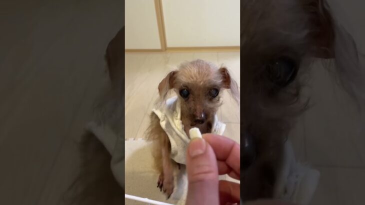 糖尿病犬が食べられる手作りおやつの作り方