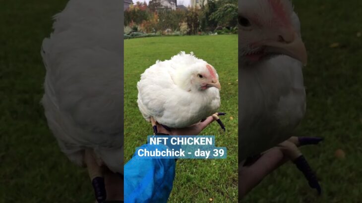 The most unique chicken in the world!!! NFT Chicken – Chubchick. Day 39 #nft #nfts #fyp #fun #funny