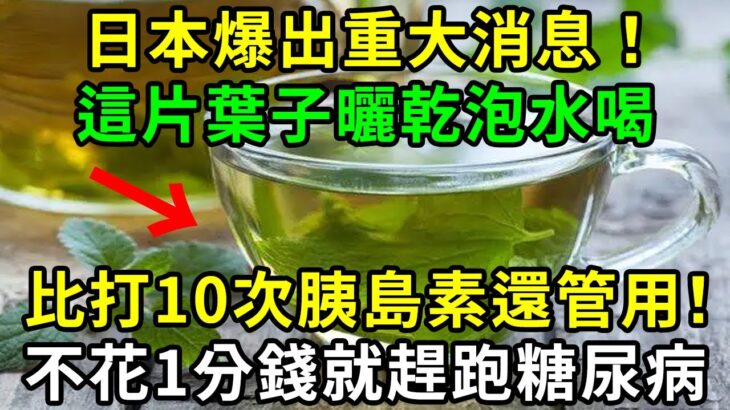 日本爆出重大消息！這片葉子你家樓下就有，撿來泡水喝1次，比打10次胰島素還管用！血糖從17.8降至5.2，血栓血脂瞬間化成渣！不花1分錢就趕跑糖尿病【養生常談】