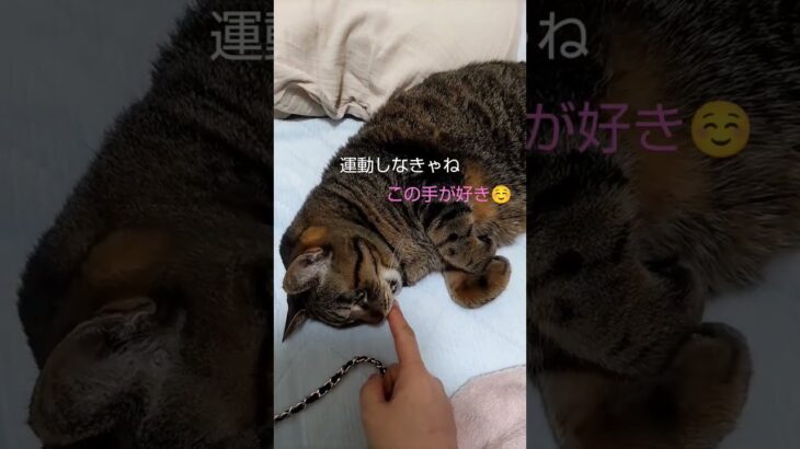 暖かくなってきたので機嫌のいい猫♯15歳♯糖尿病