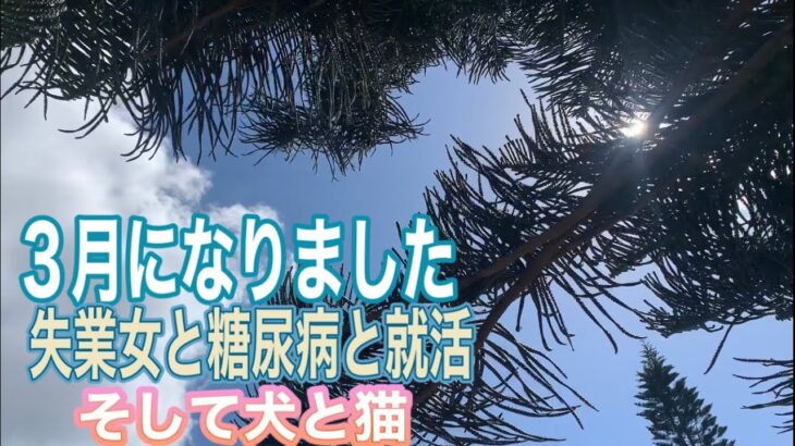 3月になりましたね。失業女と糖尿病と就活、そして犬と猫