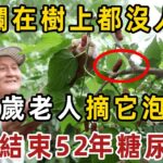 它是糖尿病的天敵，卻爛在樹上都沒人要！72歲老人摘它泡水喝，一杯血糖從9.8降到4.0，結束了52年的糖尿病【健康管家】