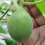 Menanam melon hidroponik menggunakan pipa 3 inci dengan sistem nft hasilnya cukup bagus