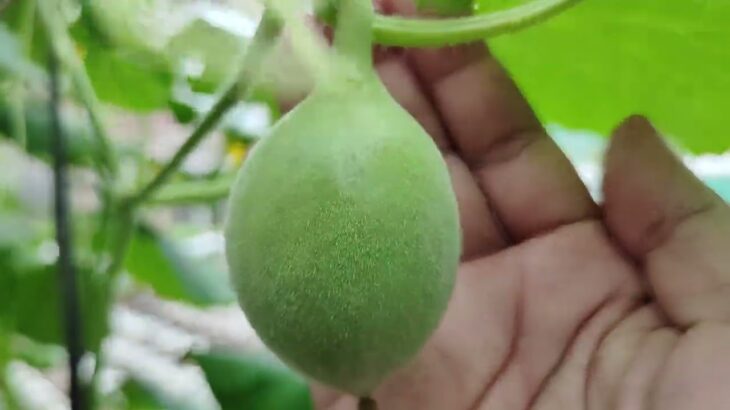 Menanam melon hidroponik menggunakan pipa 3 inci dengan sistem nft hasilnya cukup bagus