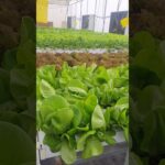leafy exilent Growth in NFT systems