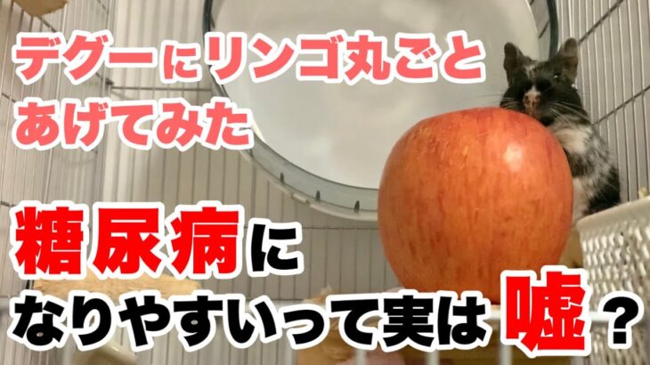 デグーにリンゴ丸ごとあげてみた。糖尿病になりやすいって実は嘘？【獣医の見解】